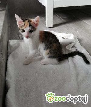 Do adopcji Poznań