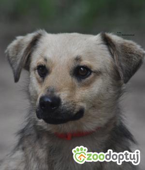 Do adopcji Nowy Dwór Mazowiecki