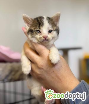 Do adopcji Warszawa