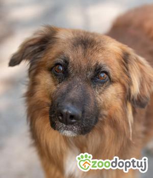 Do adopcji Warszawa