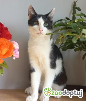 Do adopcji Myślenice