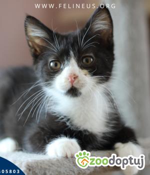 Do adopcji Rzeszów