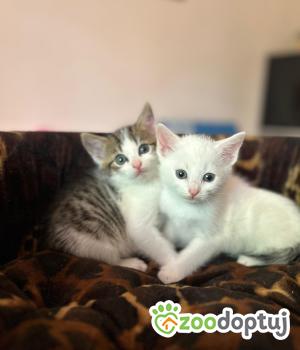 Do adopcji Głowno