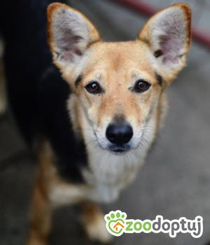 Do adopcji Warszawa
