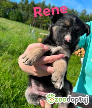 Do adopcji Rzeszów