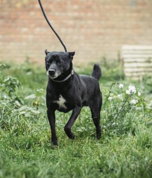 Do adopcji Mielec