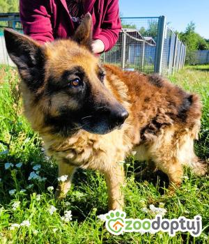 Do adopcji Łódź