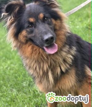 Do adopcji Zgierz