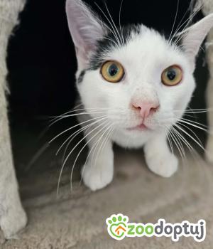 Do adopcji Głogów