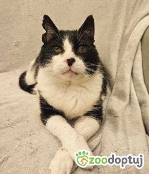 Do adopcji Toruń