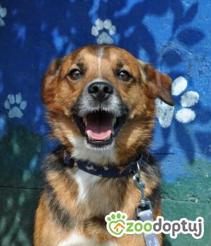 Do adopcji Nowy Dwór Mazowiecki
