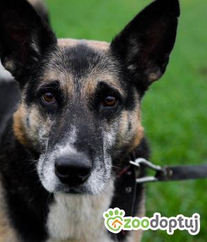 Do adopcji Warszawa