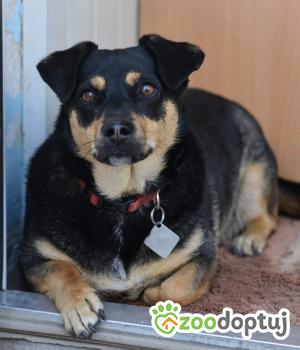 Do adopcji Mielec