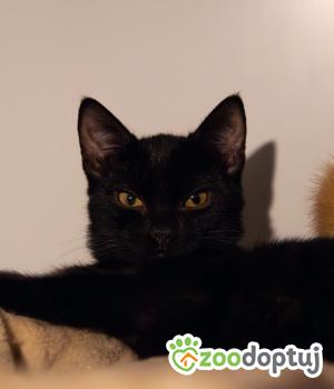 Do adopcji Cieszyn
