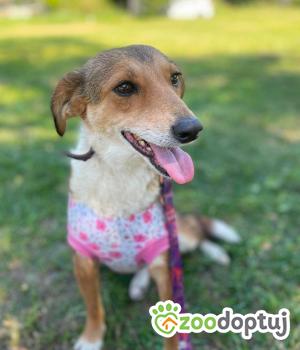 Do adopcji Zgierz
