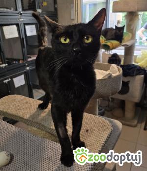 Do adopcji Cieszyn