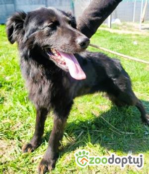 Do adopcji Łódź