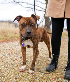 Do adopcji Będzin