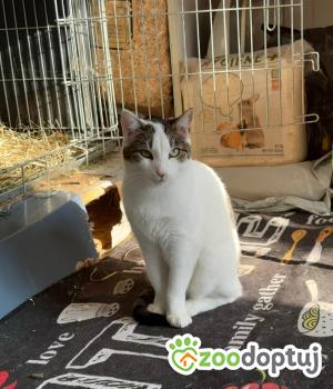 Do adopcji Głowno