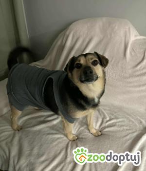 Do adopcji Białobrzegi