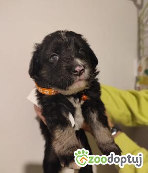 Do adopcji Lubartów