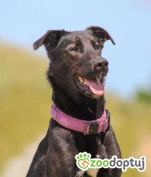 Do adopcji Kościerzyna