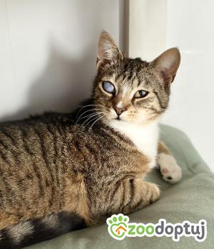 Do adopcji Warszawa