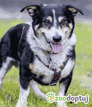 Do adopcji Głogów