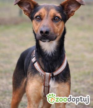 Do adopcji Głogów