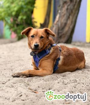 Do adopcji Warszawa
