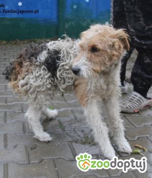 Do adopcji Nowy Dwór Mazowiecki