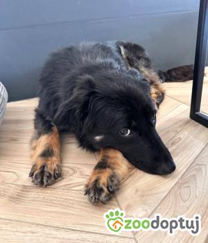 Do adopcji Mińsk Mazowiecki