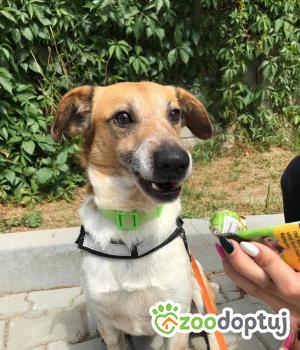 Do adopcji Kielce