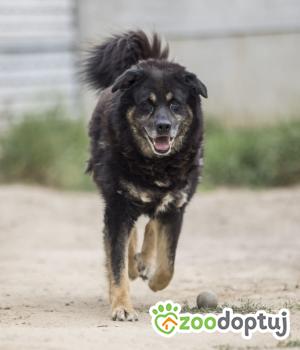 Do adopcji Mińsk Mazowiecki