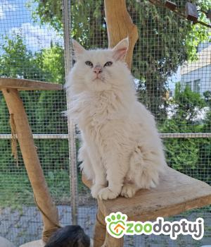 Do adopcji Cieszyn