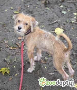 Do adopcji Zgierz