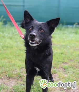 Do adopcji Głogów