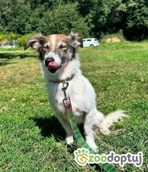 Do adopcji Zgierz