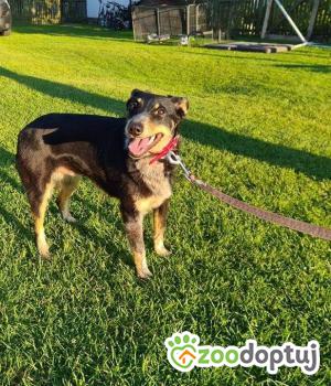 Do adopcji Mielec