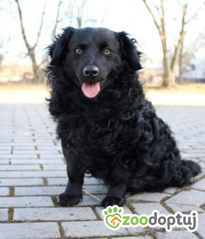 Do adopcji Września