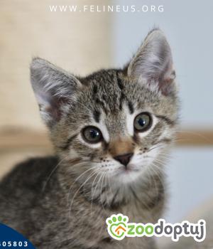 Do adopcji Rzeszów