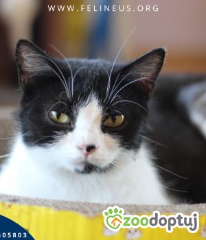 Do adopcji Rzeszów