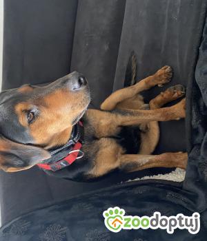Do adopcji Warka