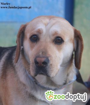 Do adopcji Nowy Dwór Mazowiecki