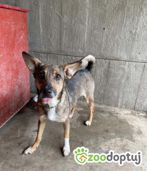 Do adopcji Zgierz