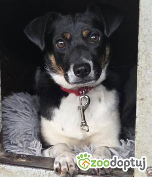 Do adopcji Zgierz