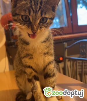 Do adopcji Cieszyn