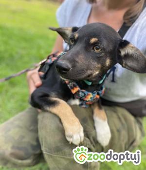 Do adopcji Zgierz