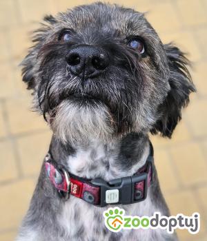 Do adopcji Stalowa Wola