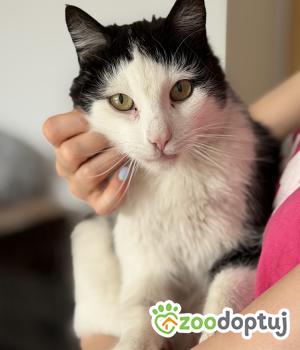 Do adopcji Poznań